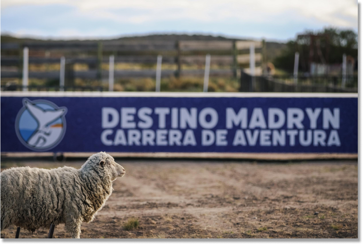 Predio de Destino Madryn con ovejas en primer plano